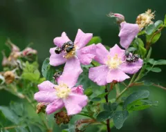 Greenish Flower Chafer thumbnail 4