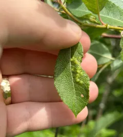 Iteomyia salicifolia thumbnail 4