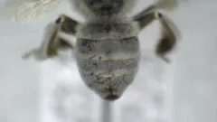 Anthophora albata thumbnail 2