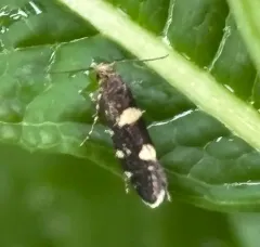 Raspberry Moth thumbnail 3