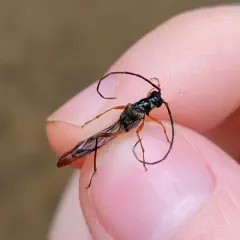 Slender Long-horned Beetle thumbnail 4