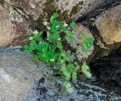 Laramie Columbine thumbnail 4