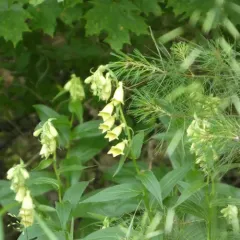 Yellow Foxglove thumbnail 3