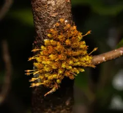 Twisted Ulota Moss thumbnail 4