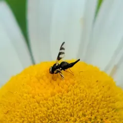 Four-barred Knapweed Gall Fly thumbnail 4