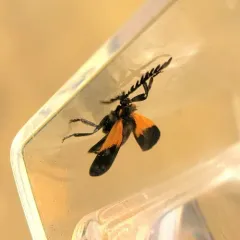 Terminal Net-winged Beetle thumbnail 3