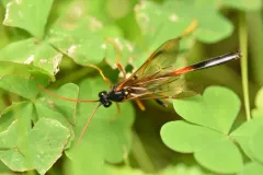 Therion petiolatum thumbnail 2