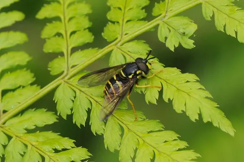 Narrow-banded Meadow Fly