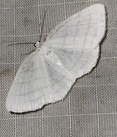 Four-lined Cream Moth thumbnail 4