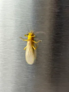 Yellow Stone thumbnail 3