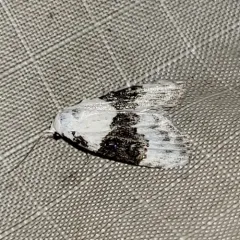 Sharp-blotched Nola Moth thumbnail 4