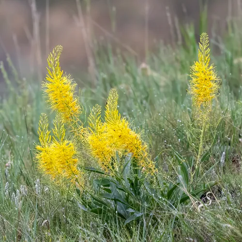 Desert Prince's Plume
