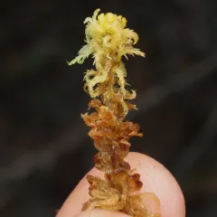 Sphagnum miyabeanum thumbnail 4