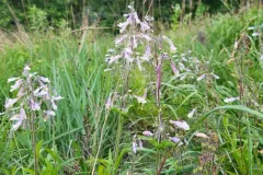 Saunders' Sallow thumbnail 4