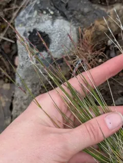 little ricegrass thumbnail 2