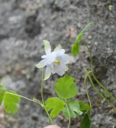 Laramie Columbine thumbnail 2
