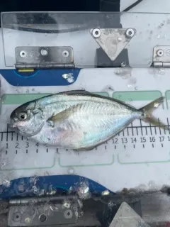 Pacific Pompano thumbnail 3