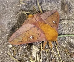 Spiny Oakworm Moth thumbnail 3