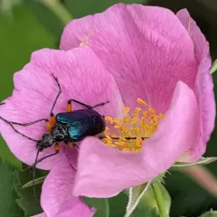 Metallic Fir Borer thumbnail 4