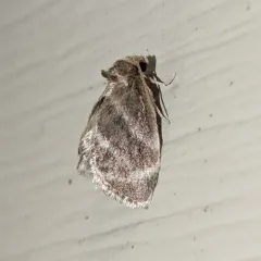 Elegant Tailed Slug Moth thumbnail 2