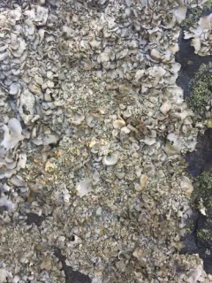 Quilted Stippleback Lichen thumbnail 1