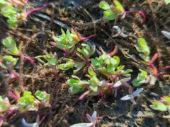 Iceland-purslane thumbnail 4