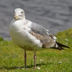 Western Gull thumbnail 2