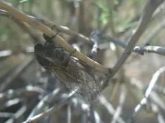 Neoplatypedia constricta thumbnail 3