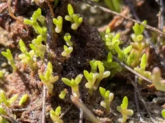 Aquatic pygmyweed thumbnail 4