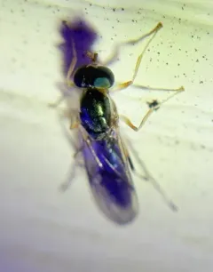 Merosargus caeruleifrons thumbnail 3