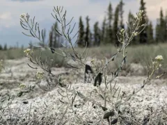 Saltwater Cress thumbnail 4
