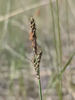 Parry's Sedge thumbnail 4