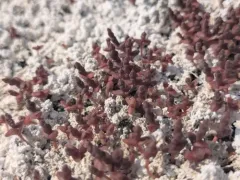 Boreal Saltwort thumbnail 3