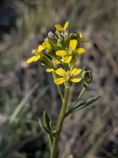 small-flower prairie wallflower thumbnail 4