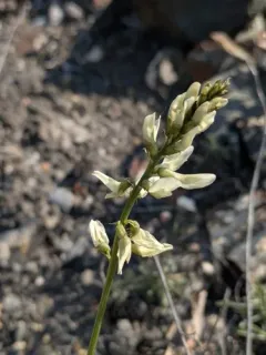 Williams' Milkvetch thumbnail 4
