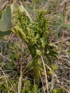 Alaska moonwort thumbnail 3