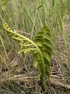 giant moonwort thumbnail 4