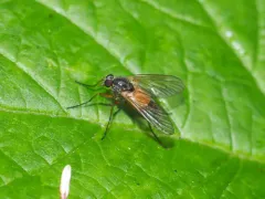 Rhagio dimidiatus thumbnail 2
