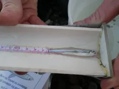 Surf Smelt thumbnail 3