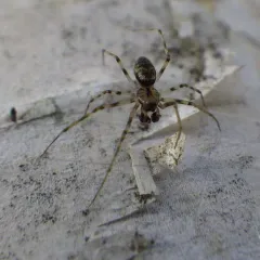 Northern Long-toothed Sheetweaver thumbnail 2