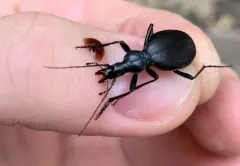 Mann's Mollusk-eating Ground Beetle thumbnail 2