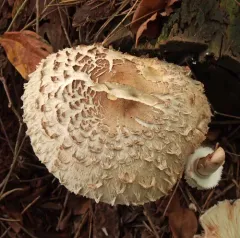 Shaggy Parasol thumbnail 4