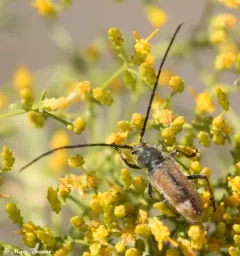 Crossidius hirtipes thumbnail 4