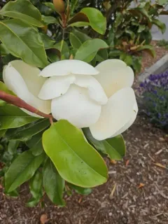 southern magnolia thumbnail 3