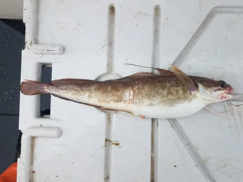 Red Hake