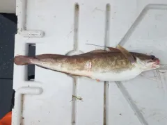 Red Hake thumbnail 1