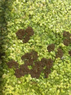 eastern mosquito fern thumbnail 2