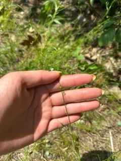 Nuttall's Lobelia thumbnail 2