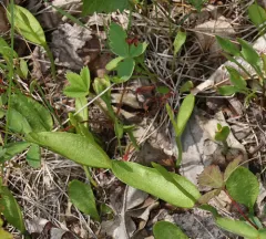 northern adder's-tongue thumbnail 4