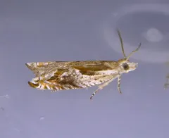 Ancylis brauni thumbnail 3